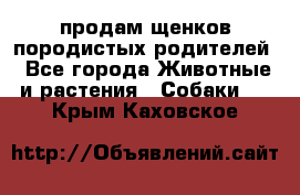 продам щенков породистых родителей - Все города Животные и растения » Собаки   . Крым,Каховское